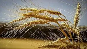 خبر خرید تضمینی گندم در این استان از مرز ۶۵۰ هزار تن گذشت