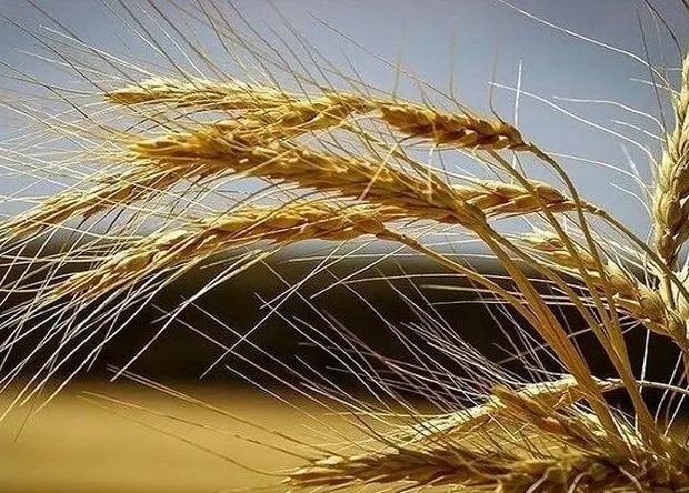 خبر خرید تضمینی گندم در این استان از مرز ۶۵۰ هزار تن گذشت