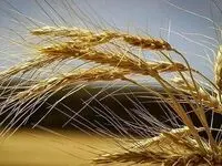 خبر خرید تضمینی گندم در این استان از مرز ۶۵۰ هزار تن گذشت