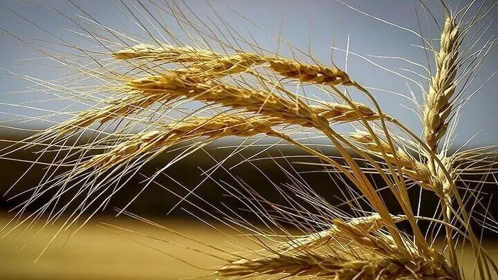 خبر خرید تضمینی گندم در این استان از مرز ۶۵۰ هزار تن گذشت
