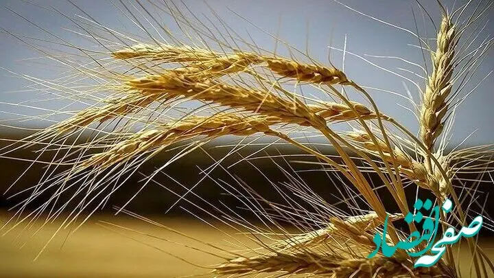 خبر خرید تضمینی گندم در این استان از مرز ۶۵۰ هزار تن گذشت