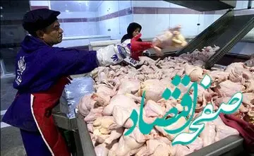 فوری | قیمت مرغ سقوط کرد |  به این دو دلیل قیمت مرغ کاهش یافت