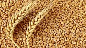 متأسفانه این نرخ پیشنهادی برای قیمت گندم رد شد
