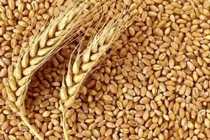 متأسفانه این نرخ پیشنهادی برای قیمت گندم رد شد