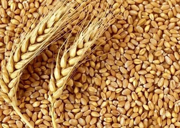 متأسفانه این نرخ پیشنهادی برای قیمت گندم رد شد