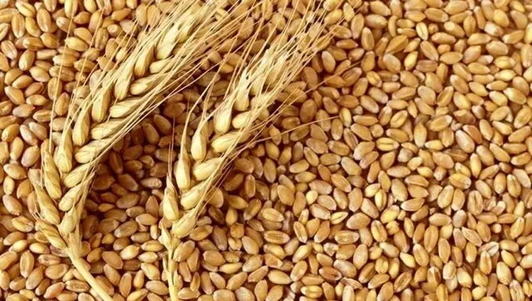 متأسفانه این نرخ پیشنهادی برای قیمت گندم رد شد