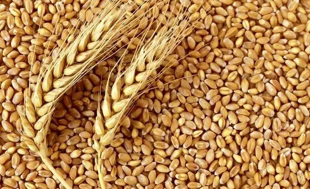 متأسفانه این نرخ پیشنهادی برای قیمت گندم رد شد