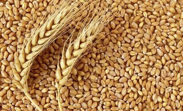 متأسفانه این نرخ پیشنهادی برای قیمت گندم رد شد