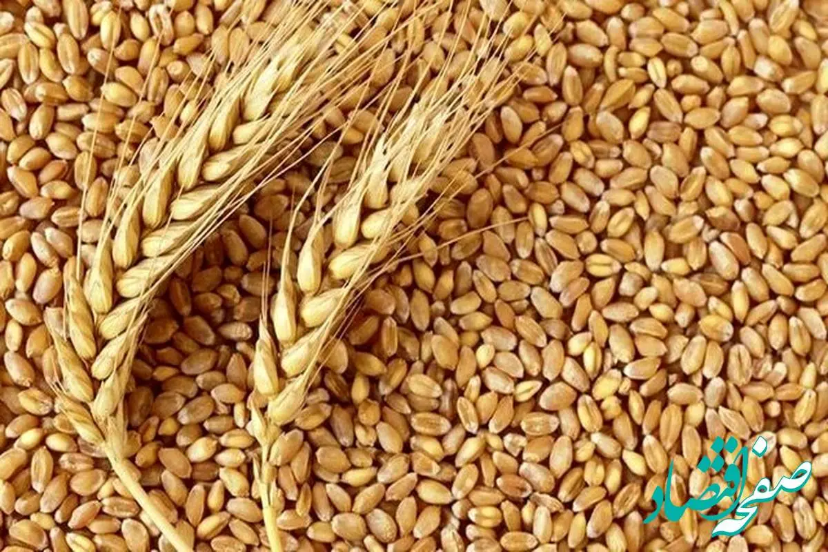 متأسفانه این نرخ پیشنهادی برای قیمت گندم رد شد