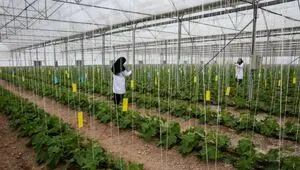 راه اندازی نسخه پشتیبان بانک ژن منابع طبیعی ایران + جزییات