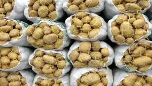 قیمت خرید تضمینی سیب زمینی و پیاز در سال ۱۴۰۵ | سیب زمینی کیلویی چند؟ 