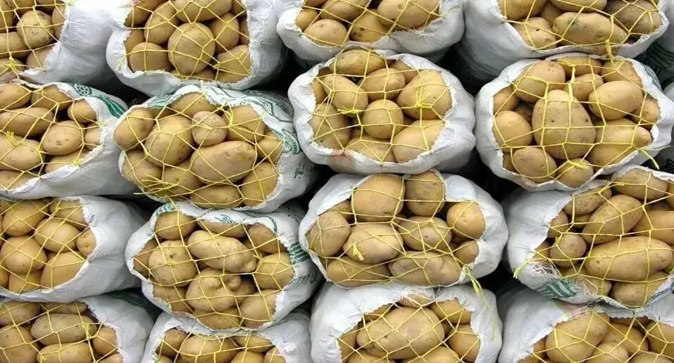 قیمت خرید تضمینی سیب زمینی و پیاز در سال ۱۴۰۵ | سیب زمینی کیلویی چند؟ 