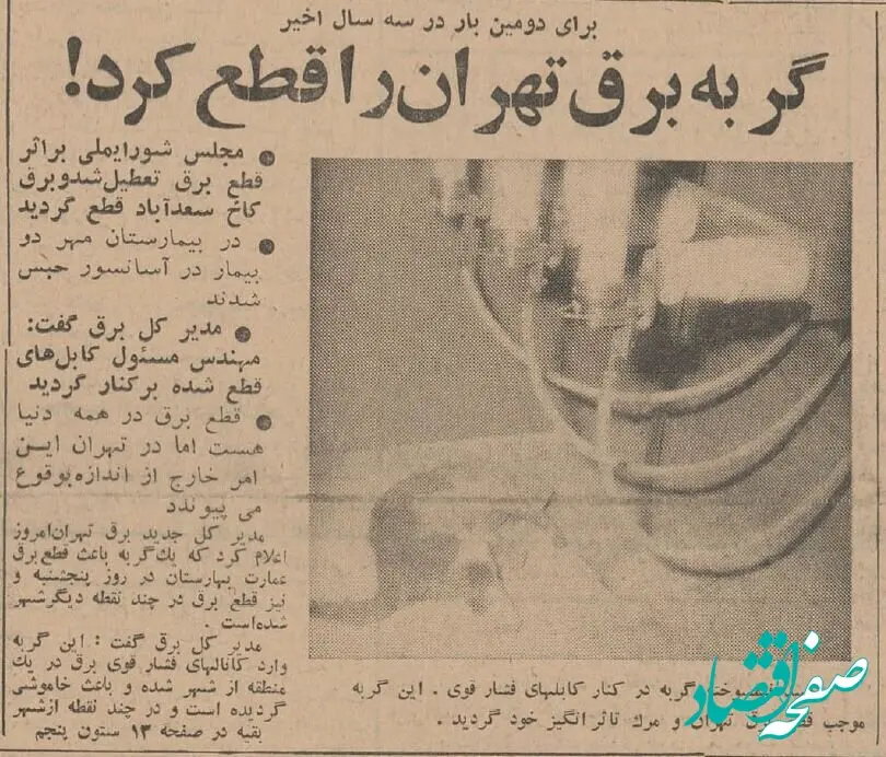 عکس / یک گربه برق تهران را قطع کرد! 