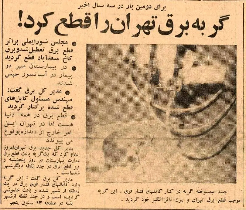 عکس / یک گربه برق تهران را قطع کرد! 