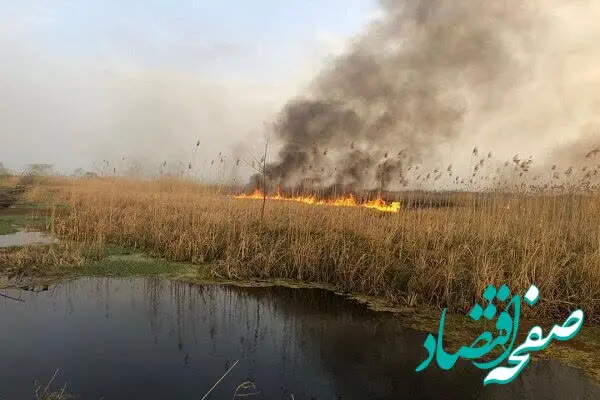 علت آتش سوزی در تالاب انزلی چه بود؟ | مهار شد