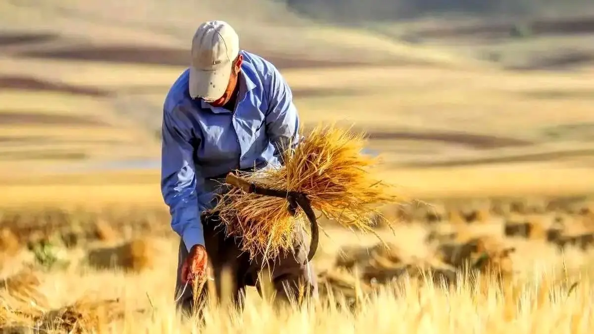 بحران گندم: تولید و خرید تضمینی گندم ۳۵ درصد کمتر شد