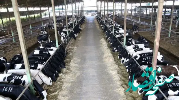 ایران؛ دومین قدرت جهانی در پرورش گاو شیری پس از آمریکا