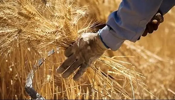 واکنش اداره‌کل غله زنجان به فیلم منتشر شده از انبار گندم چه بود؟ 