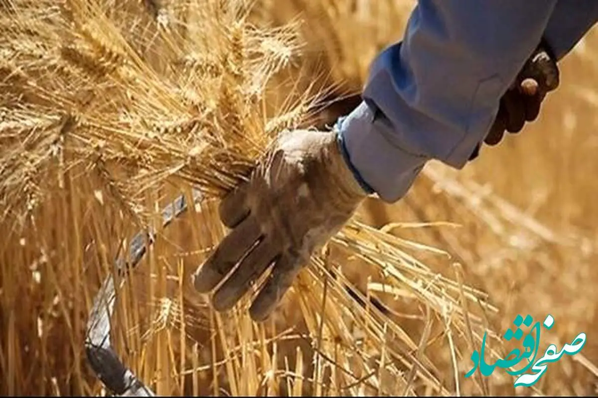 واکنش ادارهکل غله زنجان به فیلم منتشر شده از انبار گندم چه بود؟