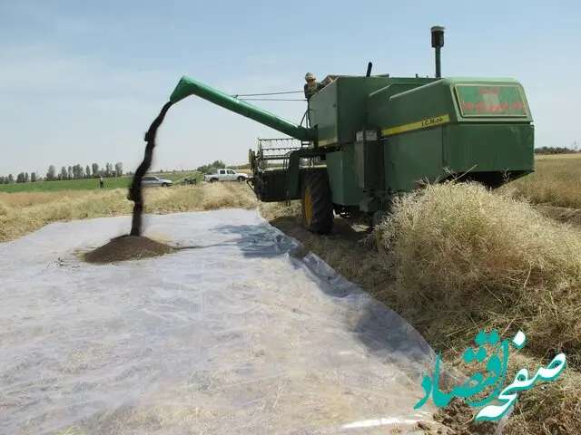 افزایش خرید کلزا در لرستان غوغا کرد
