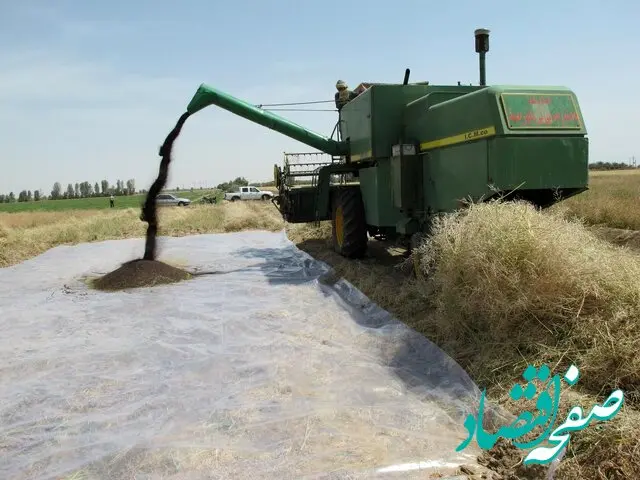 افزایش خرید کلزا در لرستان غوغا کرد
