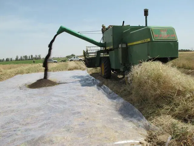 افزایش خرید کلزا در لرستان غوغا کرد
