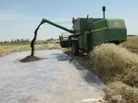 افزایش خرید کلزا در لرستان غوغا کرد

