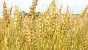 قیمت بذر گندم چقدر شد؟ 