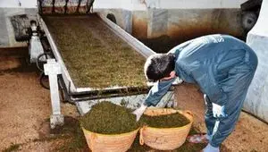 قیمت هر کیلو چای ایرانی چند؟ | سالانه چقدر ارز صرف واردات چای به کشور می‌شود؟