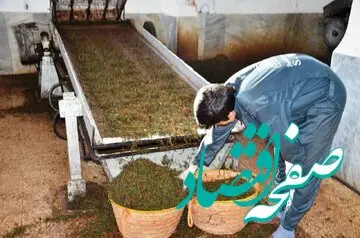 قیمت هر کیلو چای ایرانی چند؟ | سالانه چقدر ارز صرف واردات چای به کشور می‌شود؟