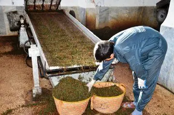 قیمت هر کیلو چای ایرانی چند؟ | سالانه چقدر ارز صرف واردات چای به کشور می‌شود؟