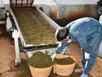 قیمت هر کیلو چای ایرانی چند؟ | سالانه چقدر ارز صرف واردات چای به کشور می‌شود؟