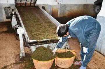 قیمت هر کیلو چای ایرانی چند؟ | سالانه چقدر ارز صرف واردات چای به کشور می‌شود؟