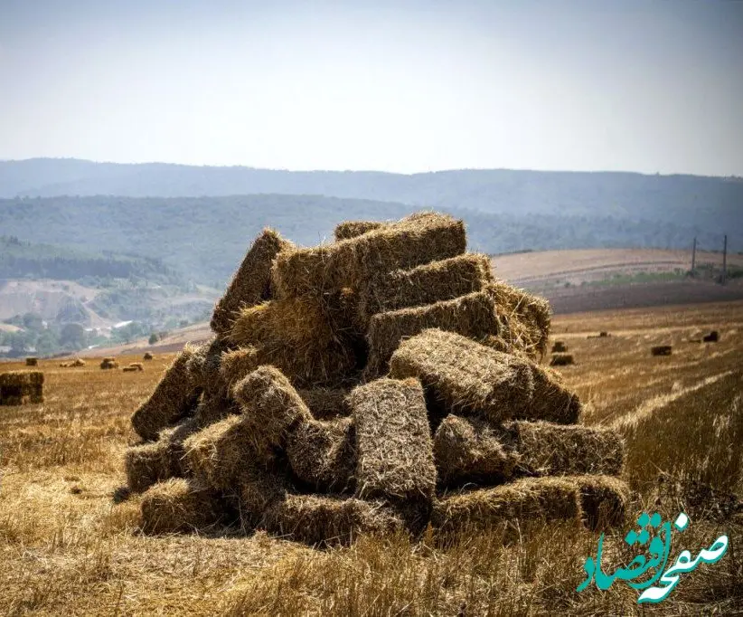 یک خبر فوری از زمان‌پرداخت پول خرید گندم 