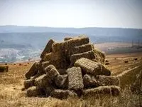 یک خبر فوری از زمان‌پرداخت پول خرید گندم 