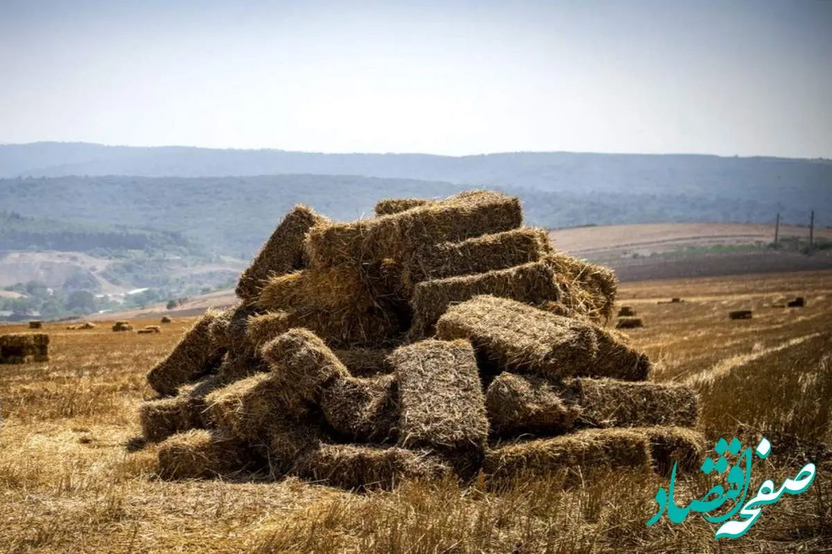 یک خبر فوری از زمان‌پرداخت پول خرید گندم 