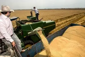 واکنش وزارت جهاد به کاهش خرید تضمینی گندم 