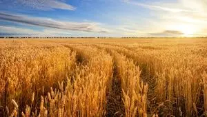قیمت خرید تضمینی گندم در سال ۱۴۰۳ | نرخ تضمینی سال گذشته خرید گندم برای دولت هزینه دارد؟!