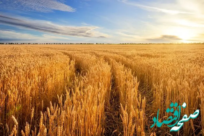 قیمت خرید تضمینی گندم در سال ۱۴۰۳ | نرخ تضمینی سال گذشته خرید گندم برای دولت هزینه دارد؟!