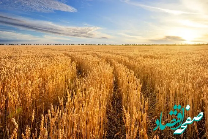 قیمت تضمینی گندم هر کیلو ۱۷۵۰۰ تومان شد / گندمکاران بخوانند
