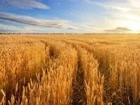 قیمت خرید تضمینی گندم در سال ۱۴۰۳ | نرخ تضمینی سال گذشته خرید گندم برای دولت هزینه دارد؟!