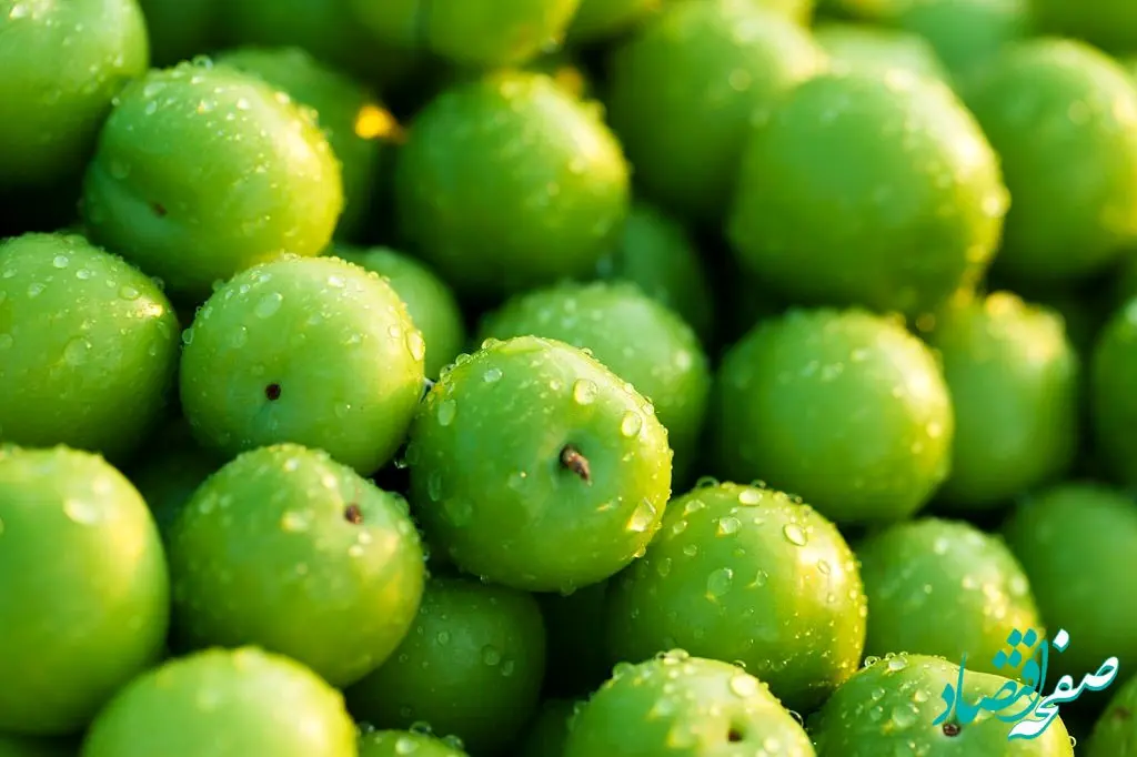 عرضه میوه‌های نوبرانه در میادین تره‌بار شهرداری با قیمت مناسب 