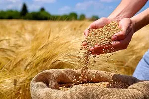 ۱۸۰ همت بدهی به گندمکاران باقی ماند/  دولت باید خسارت دیرکرد بدهد