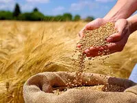 ۱۸۰ همت بدهی به گندمکاران باقی ماند/  دولت باید خسارت دیرکرد بدهد