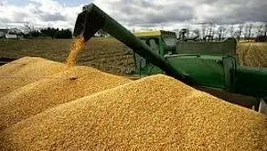 آخرین خبر از خرید تضمینی گندم امروز چهارشنبه ۱۵ مرداد ماه ۱۴۰۴ | از پرداخت مطالبات گندمکاران چه خبر؟ 