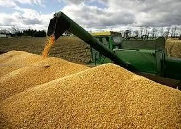 آخرین خبر از خرید تضمینی گندم امروز چهارشنبه ۱۵ مرداد ماه ۱۴۰۴ | از پرداخت مطالبات گندمکاران چه خبر؟ 