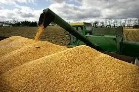 آخرین خبر از خرید تضمینی گندم امروز چهارشنبه ۱۵ مرداد ماه ۱۴۰۴ | از پرداخت مطالبات گندمکاران چه خبر؟ 