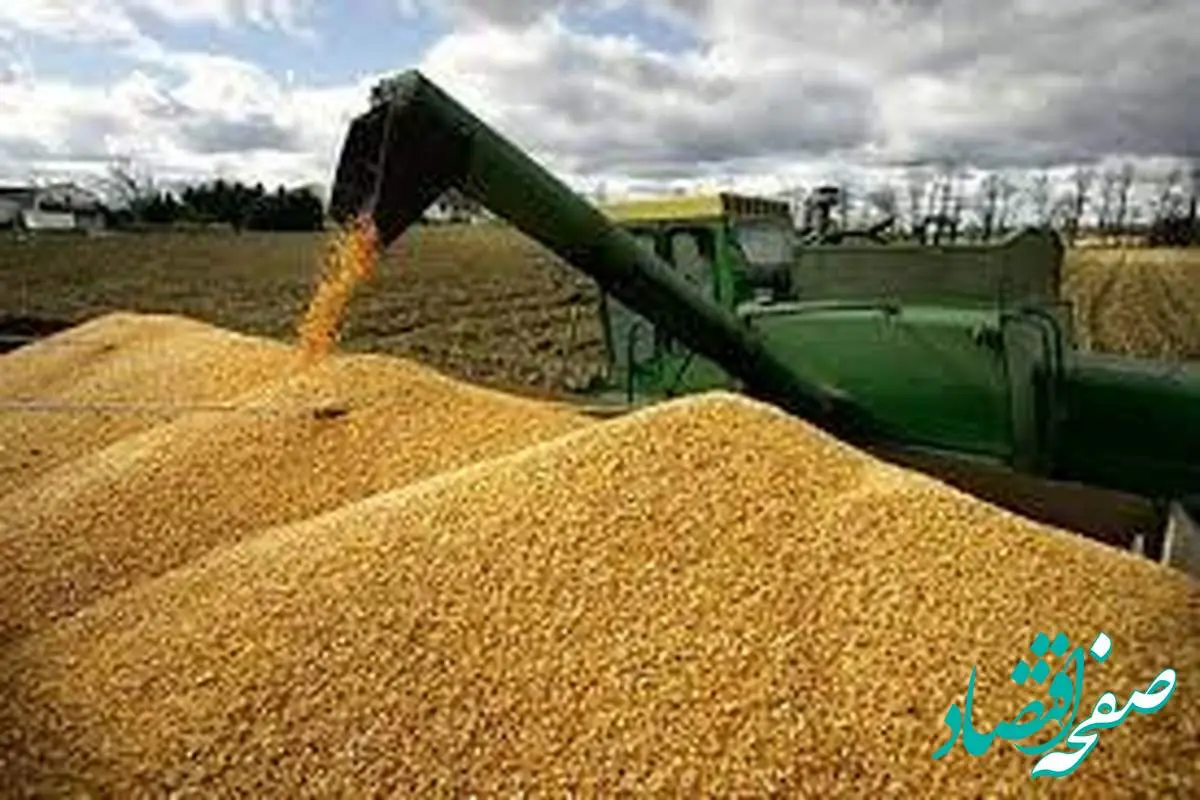 آخرین خبر از خرید تضمینی گندم امروز چهارشنبه ۱۵ مرداد ماه ۱۴۰۴ | از پرداخت مطالبات گندمکاران چه خبر؟