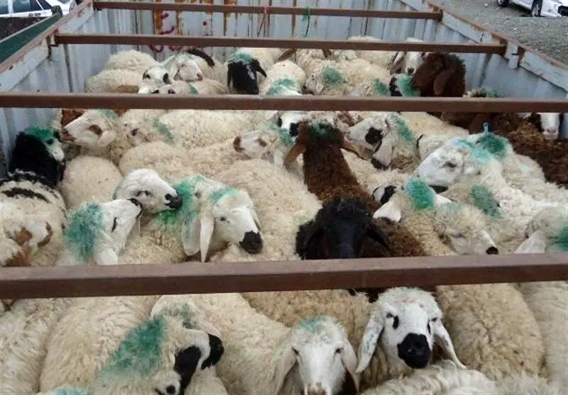 قیمت دام زنده و گوشت گوسفندی امروز چهارشنبه ۲۲ فروردین ۱۴۰۳