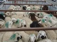 کاهش قابل توجه دام سبک/ آیا مجبور به‌واردات می‌شویم؟